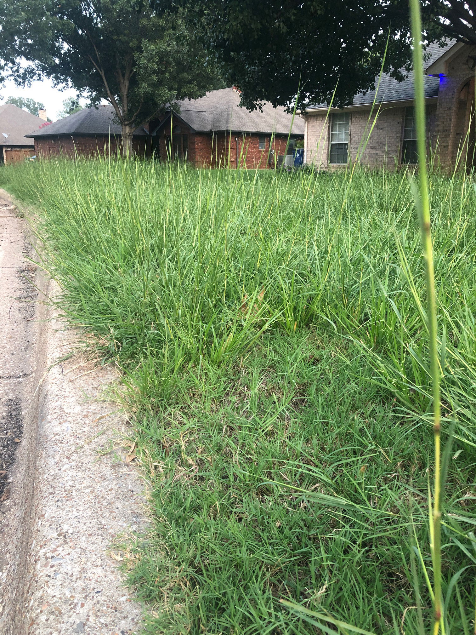 Bluestem grass growing In a Burleson, Texas frontyard.