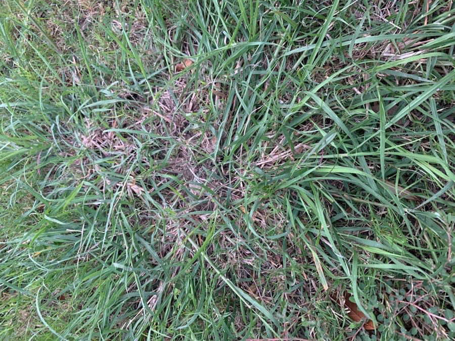 Bluestem grass growing in a Burleson, TX lawn.