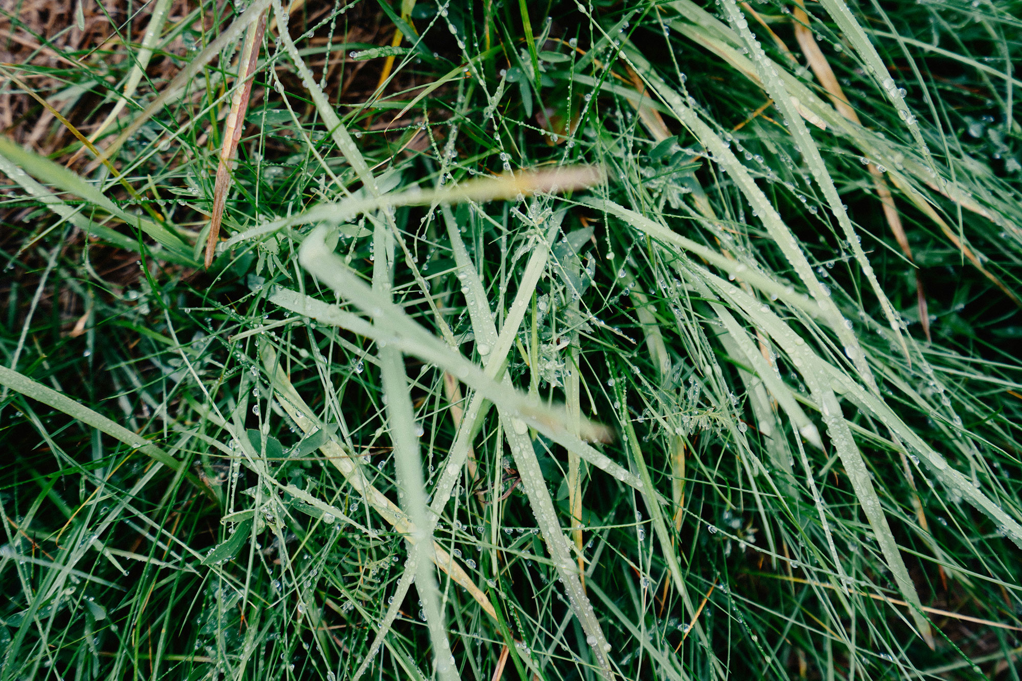 Learn how to care for Zoysia Grass for your Burleson, TX lawn.