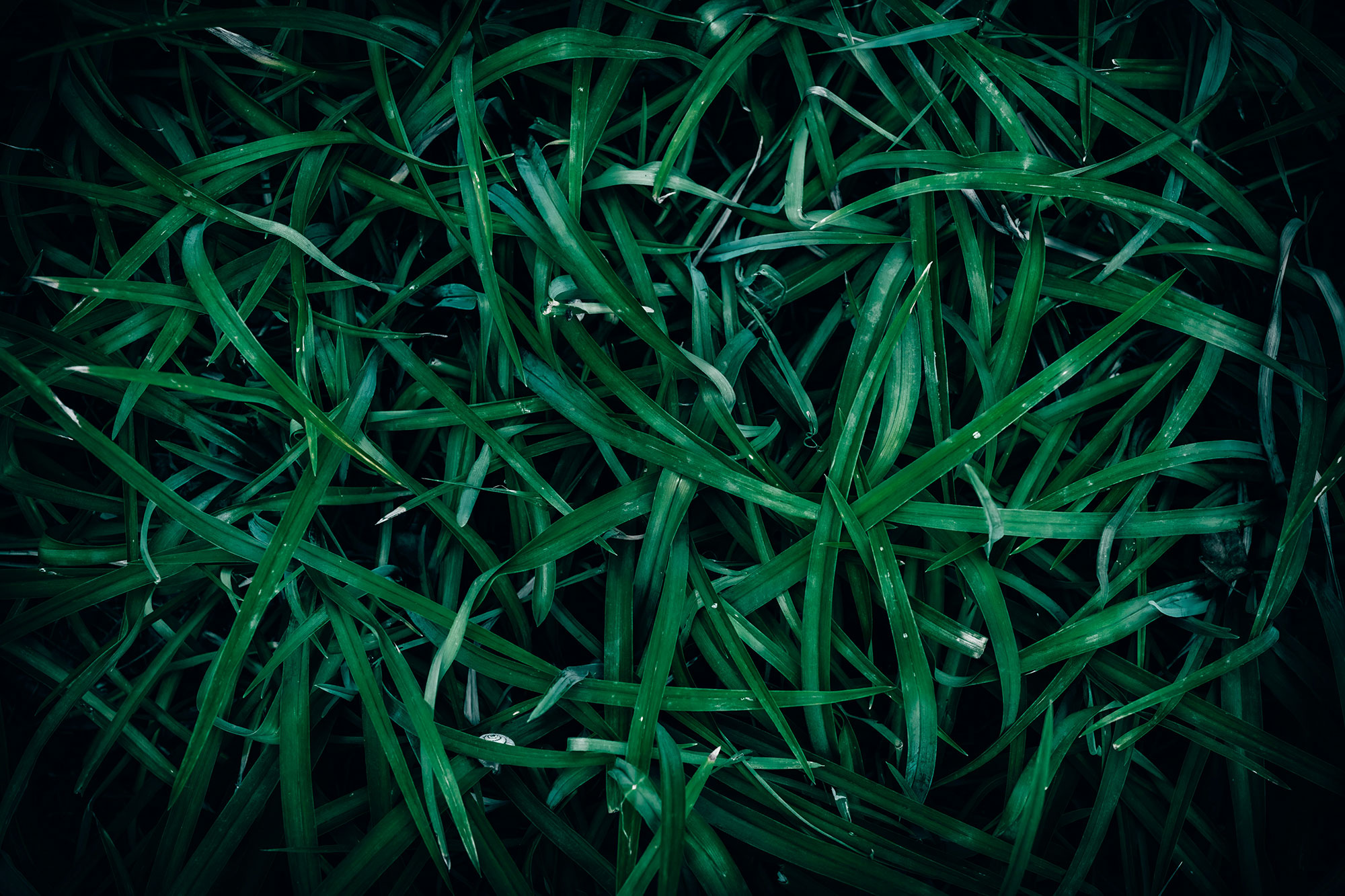 How to care for Bermuda Grass in Burleson, Texas