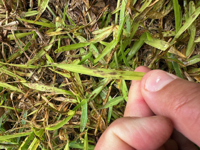 How to redmiate Gray Leaf Spot Disease in your Burleson, TX St. Augustine lawn
