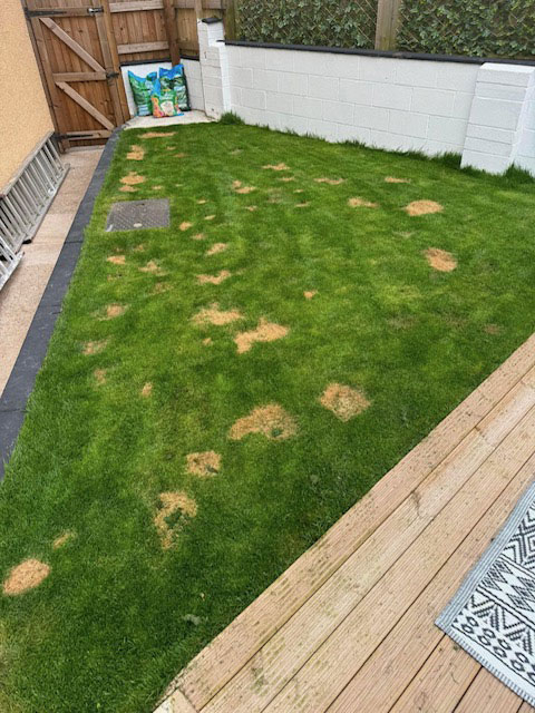 Pet Damage to Your Burleson TX Lawn 2