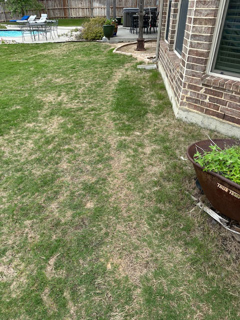 Pet Damage to Your Burleson Texas Lawn 2